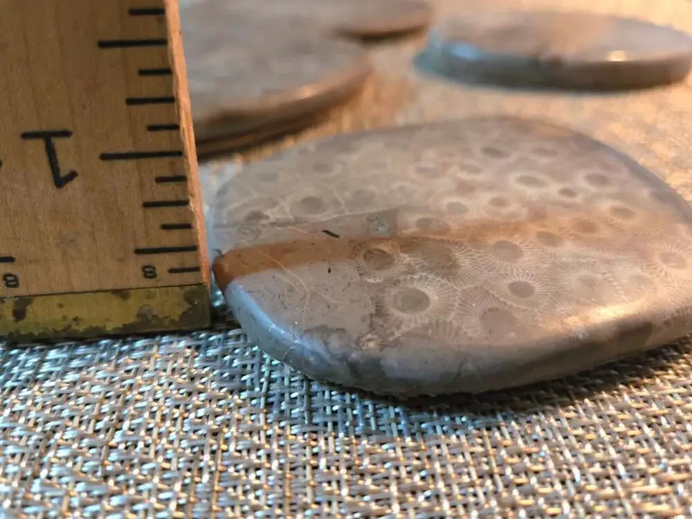 Set of 4 Polished Petoskey Stone Fossil Coral Drink Coasters with Cork Backing